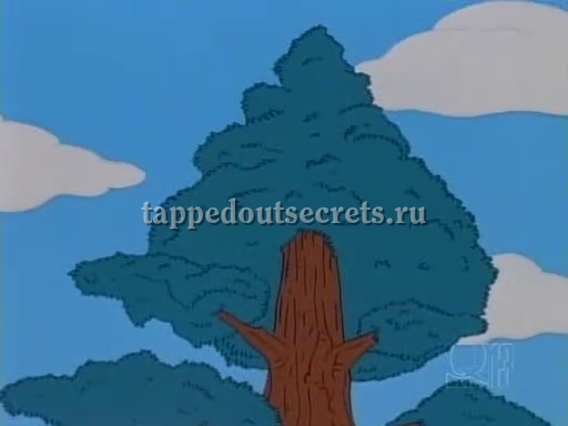 Старейшее дерево Спрингфилда